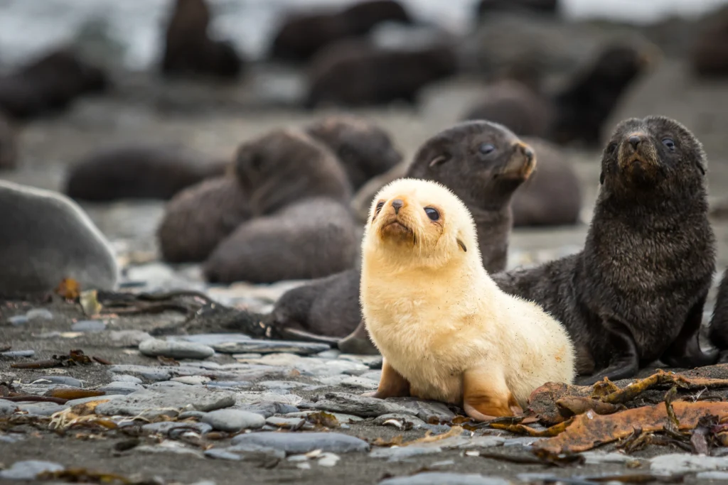 Fur seal and Leopard seal pups in Antartica
