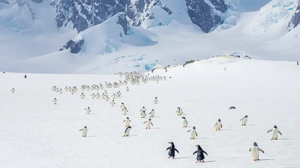 Penguin colony in antarctica.