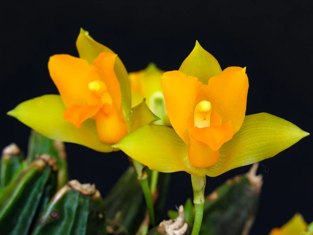Pico Bonito National Parks native flower