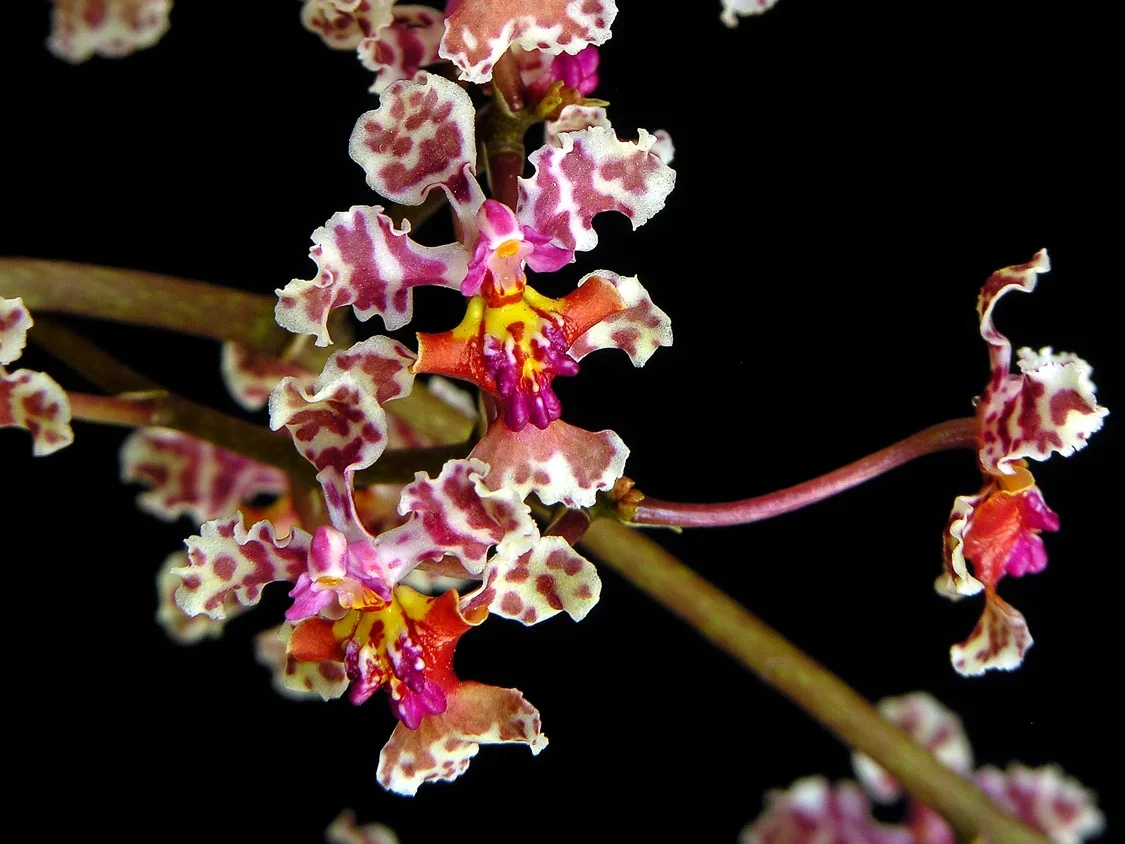 Pico Bonito National Parks native flower