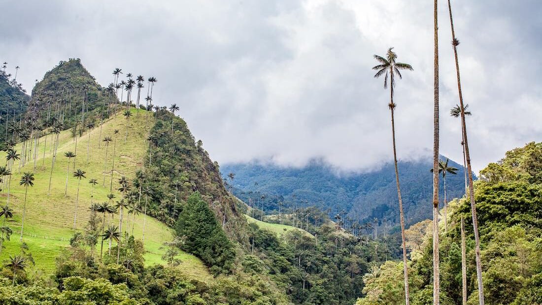 Colombia Coffee Corora | Landed Travel