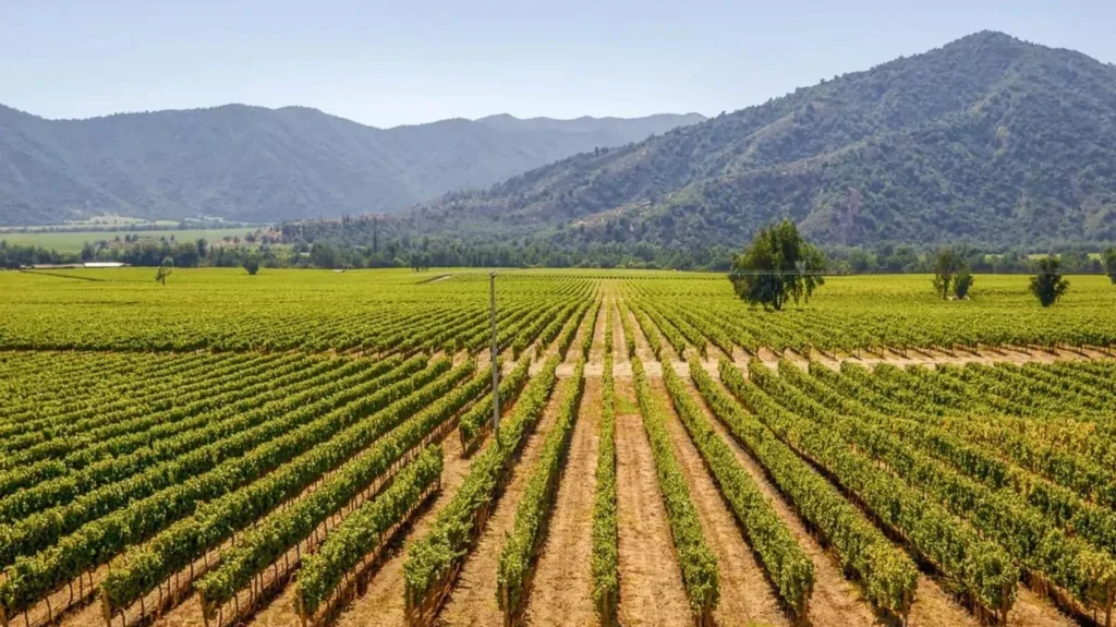 Custom Travel Private Chile Wine Colchagua