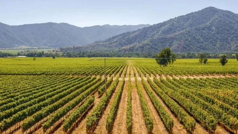 Custom Travel Private Chile Wine Colchagua