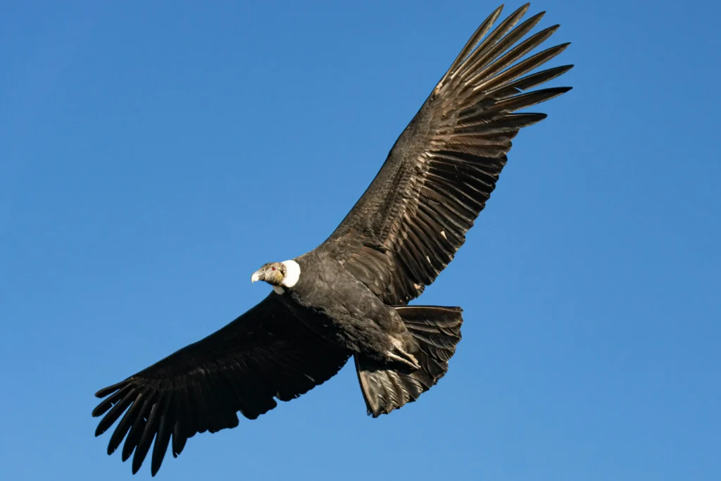 Condor flying through the patagonic sky in El Bolson, Argentina