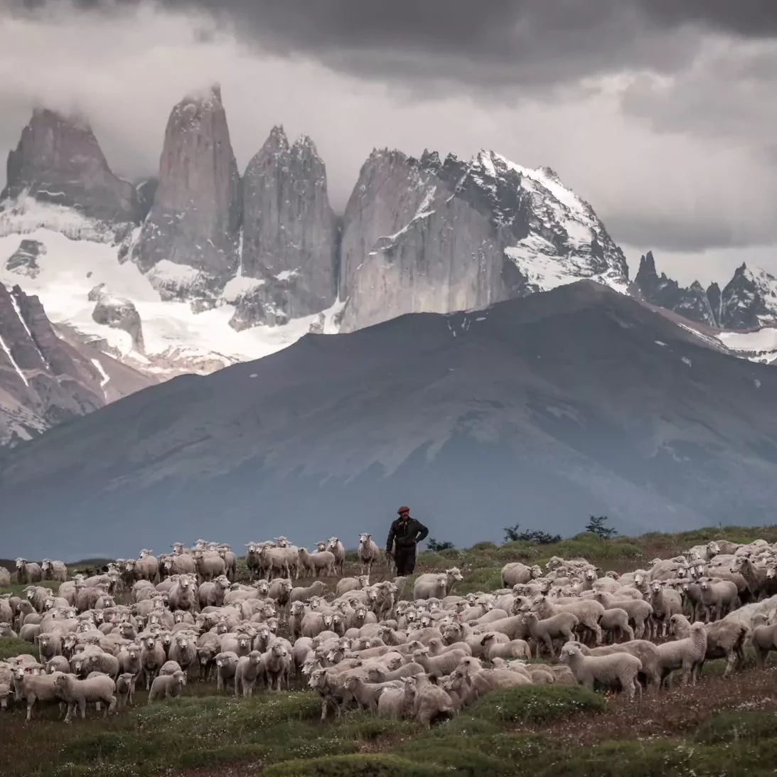 A shepherd standing with his sheep with the mountains of Patagonia in the background.