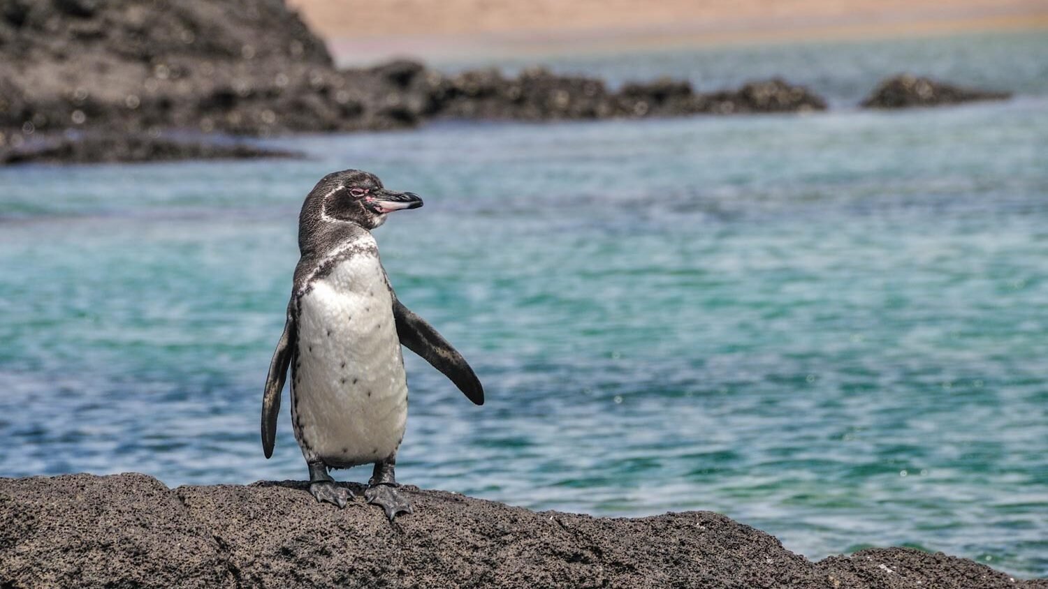 Galapagos penguin | Landed Travel