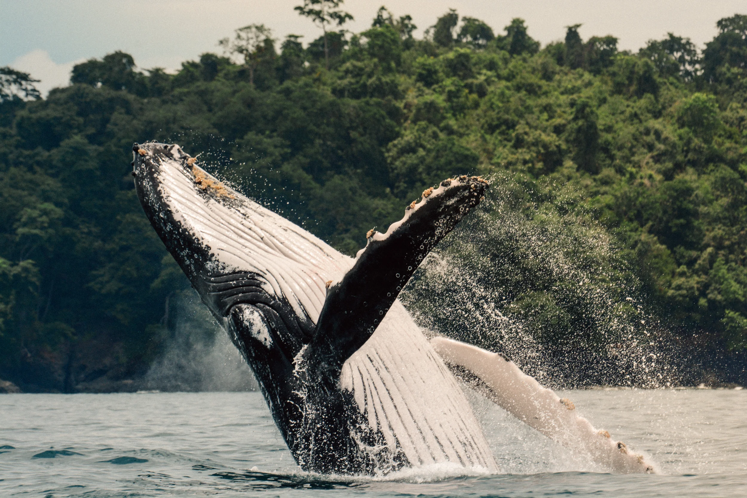 Whale-watching