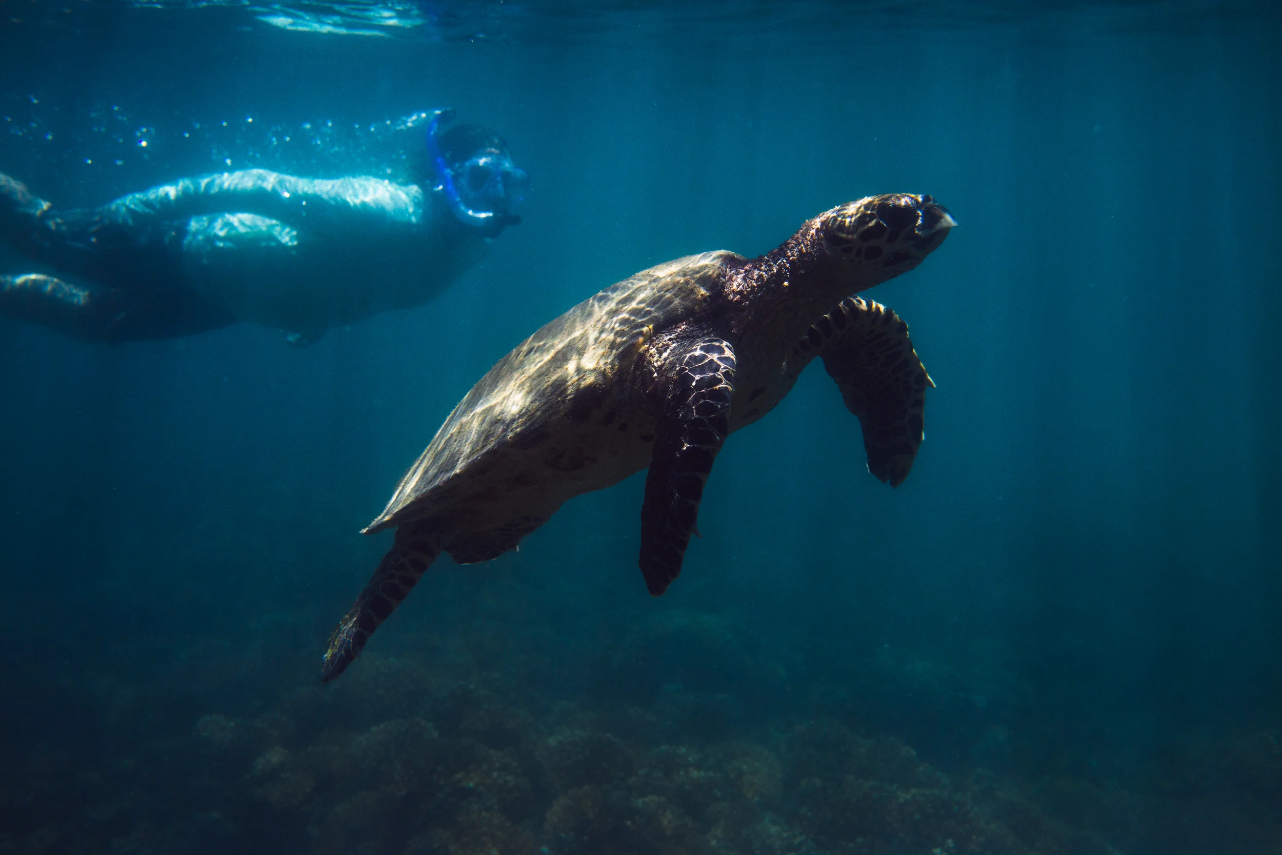 Snorkeling & Diving