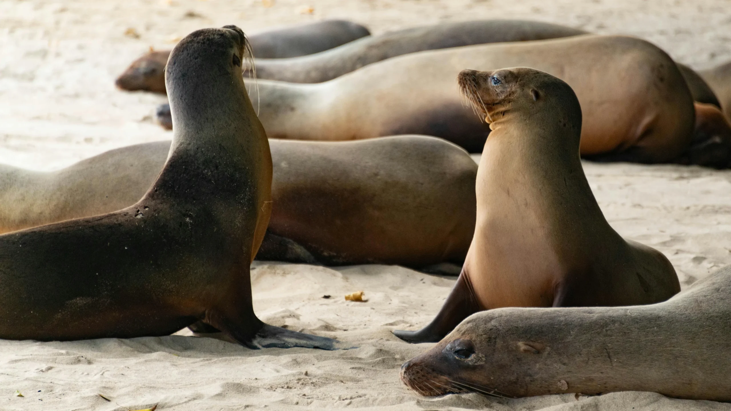 Seals lounging in the beach in Galapagos