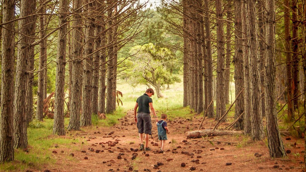 Uruguay-Vacation-Travel-Carmelo-Pine-Path-DT