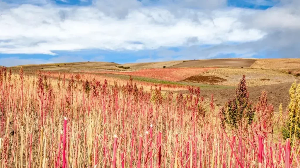 Quinoa Fields Ecuador