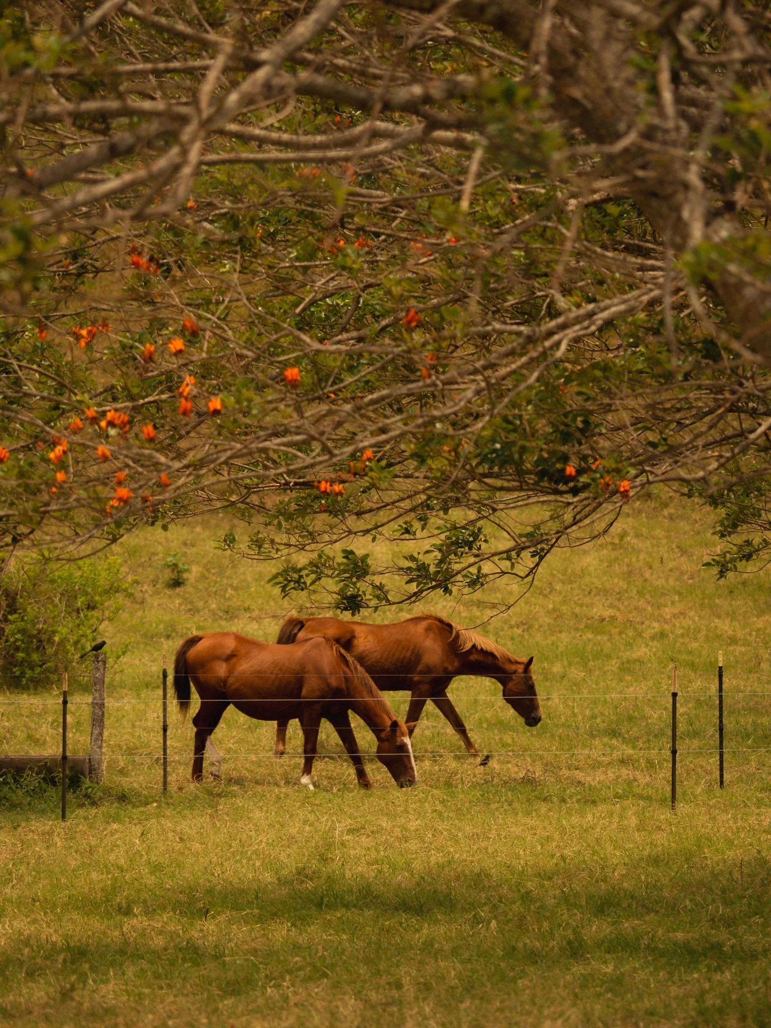 Horses
