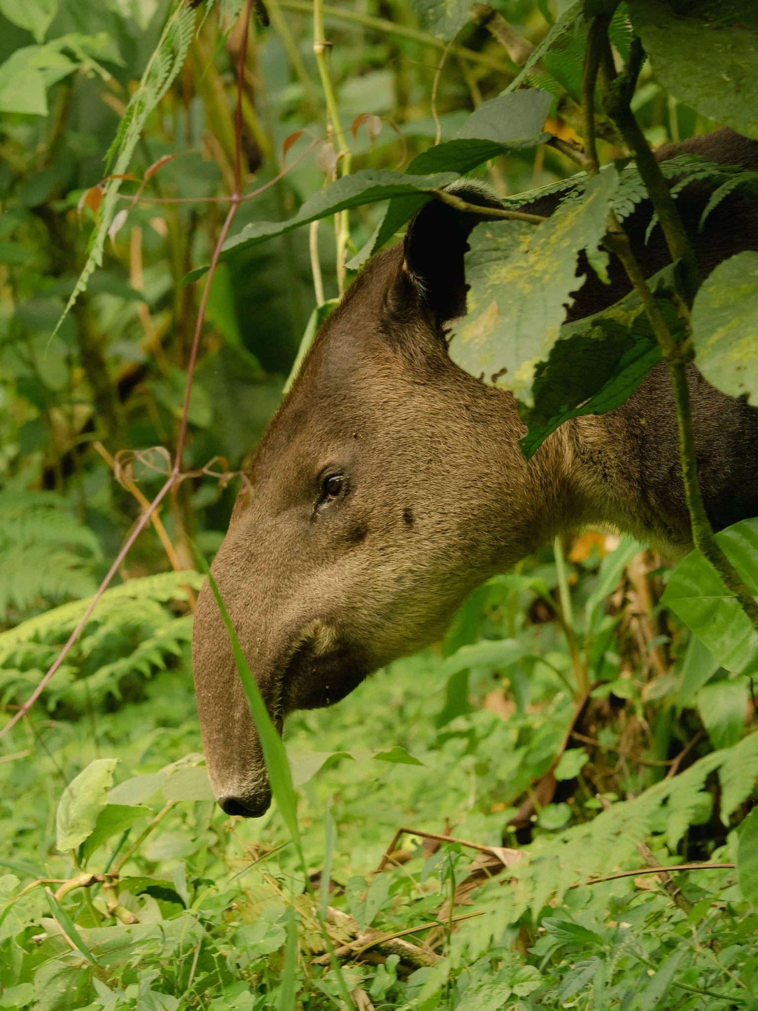 Tapir