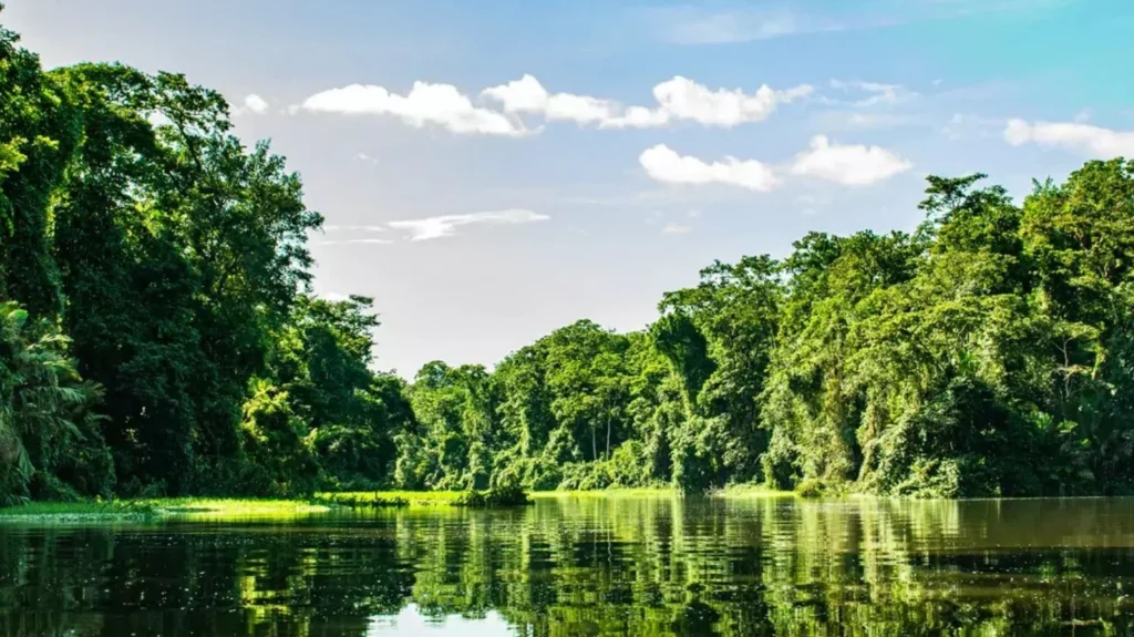 Calm river reflecting a dense, lush green rainforest under a bright sky with scattered white clouds.