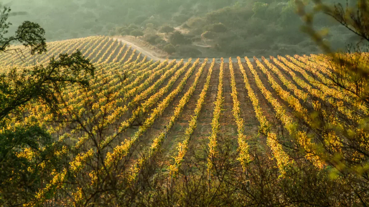 Symmetrical rows of a vineyard with golden, sunlit leaves rolling over gentle hillsides, framed closely by tree branches in the foreground.