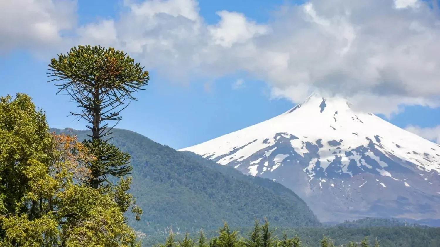A snow-capped, conical volcano rises into a blue sky with scattered clouds, framed by a lush green mountain ridge and a prominent, spiked Araucaria (monkey puzzle) tree in the foreground. In Pucon