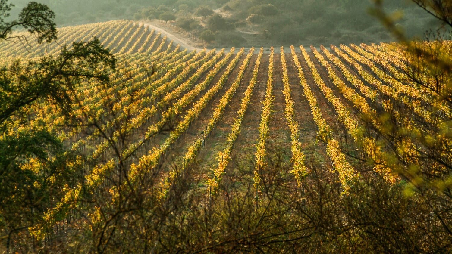 Chile Wine fields Millahue | Landed Travel