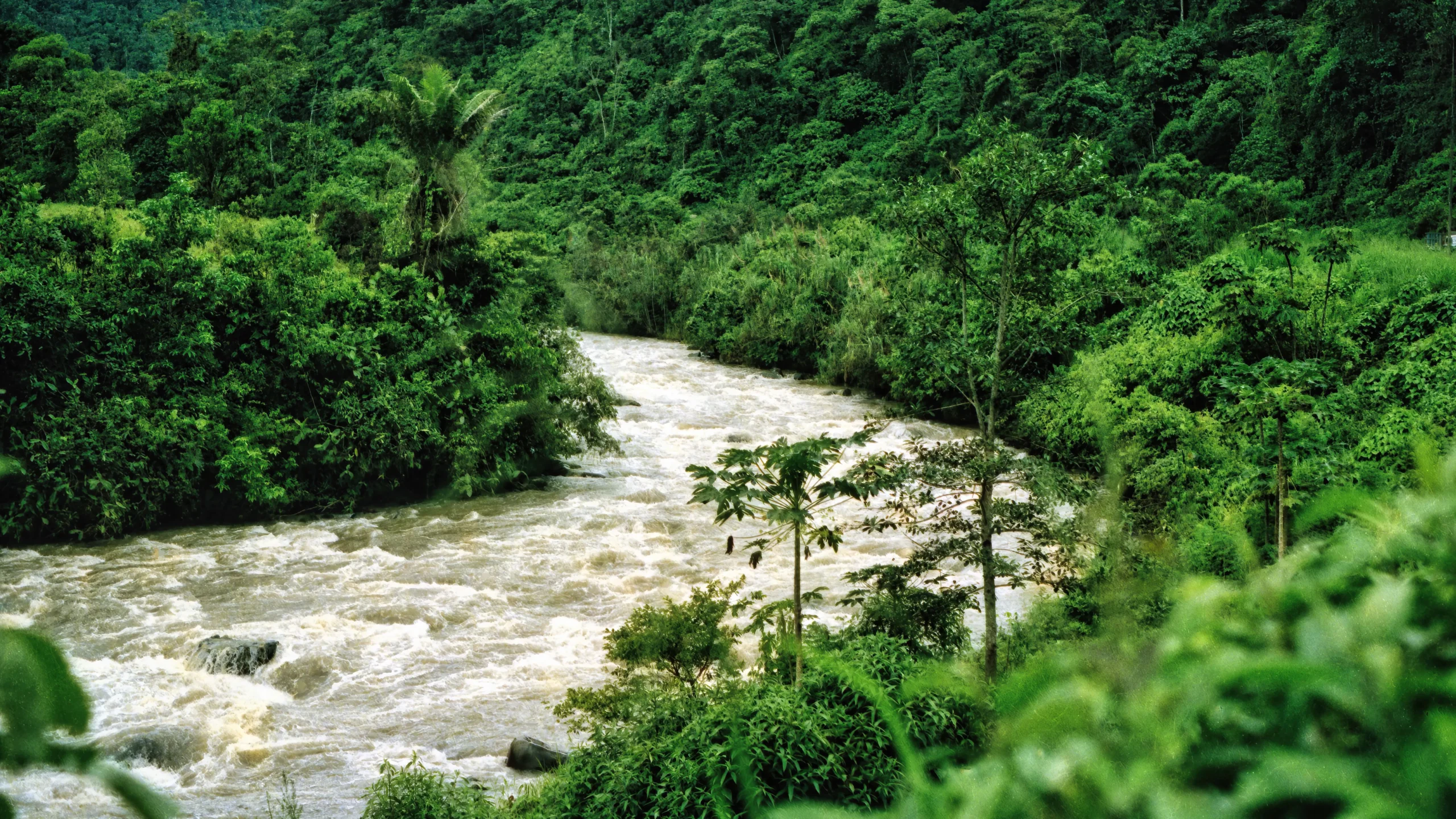 Rushing wild river flowing through the dense, green tropical jungle landscape of Ecuador.