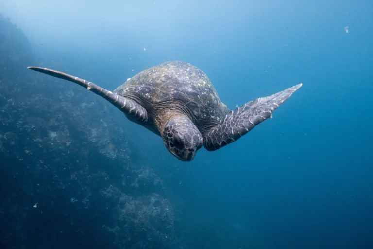 a sea turtle glides through the water in the Galapagos