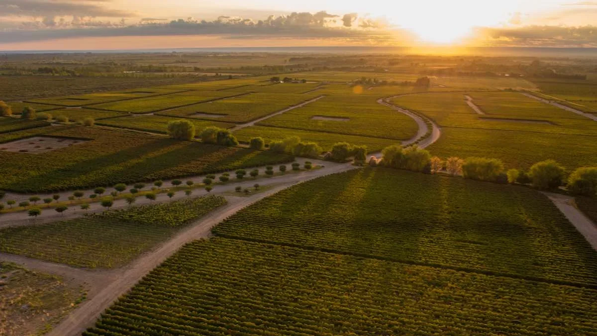 The Vines Of Mendoza