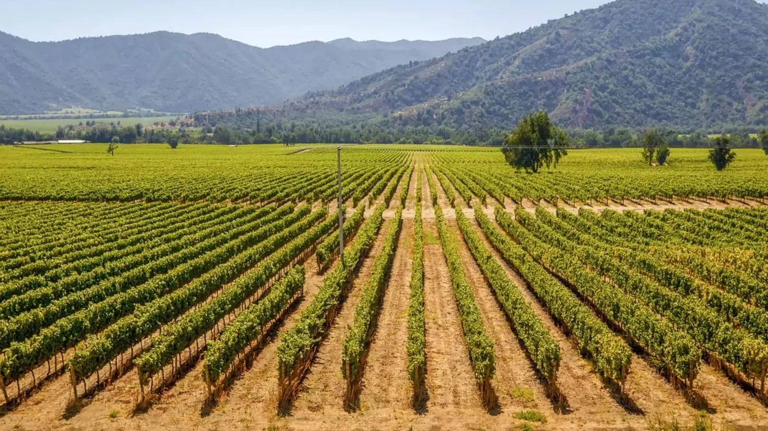 Custom Travel Private Chile Wine Colchagua