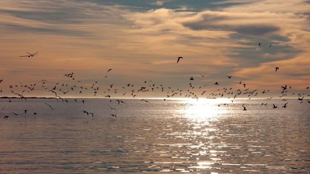 Birds flying on top of the sea that glitters due to the sunrise in Nahi Bustamante, Patagonia Argentina