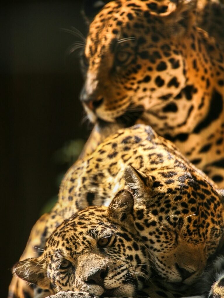 Belize Cayo & Mountain Ridge Jaguar
