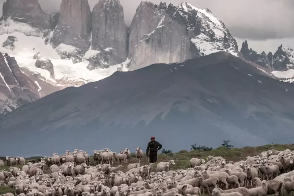 A shepherd standing with his sheep with the mountains of Patagonia in the background.