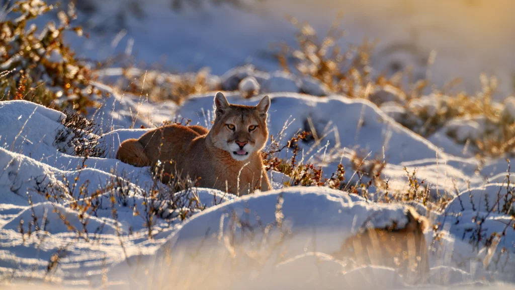 LANDED Travel - Puma in the Patagonia snow