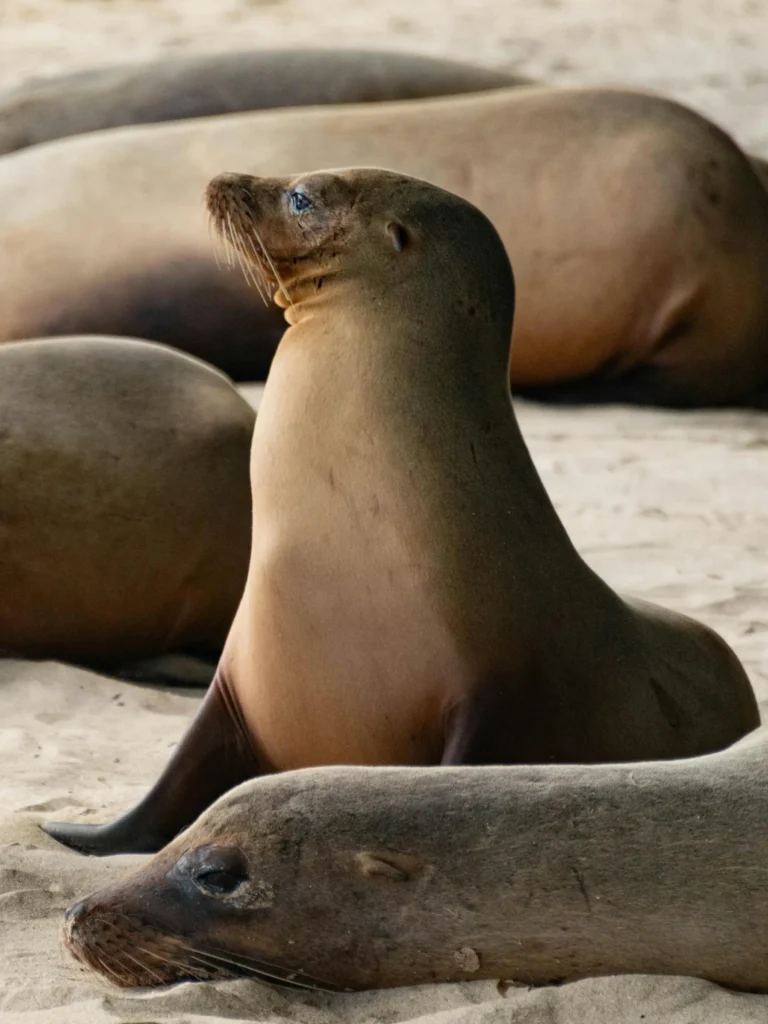 Sea lions