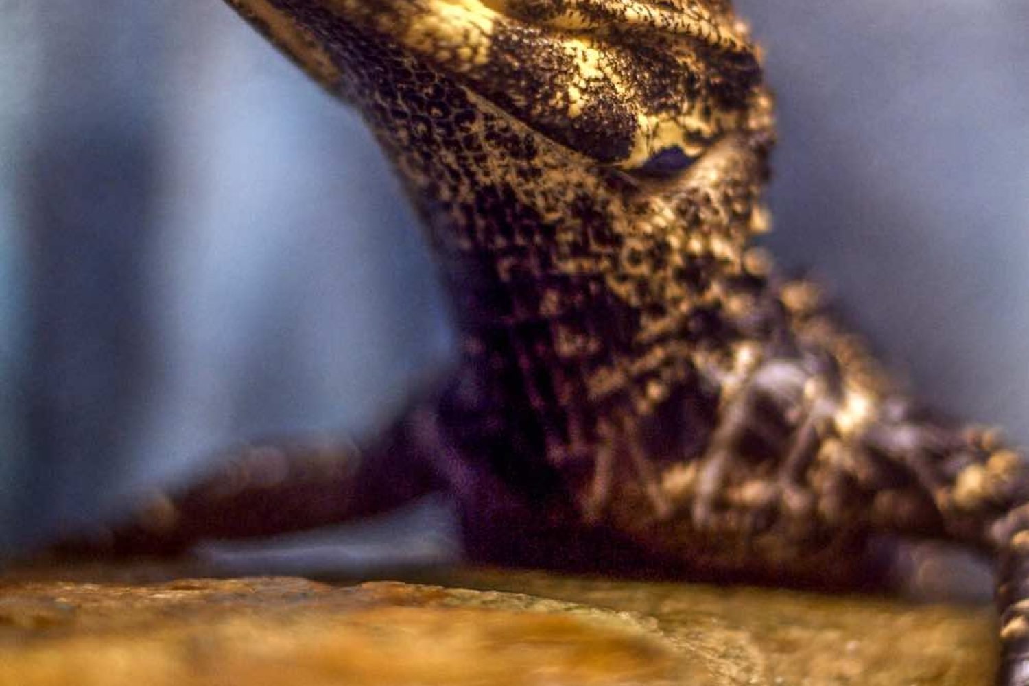 Caiman Costa Rica | Landed Travel
