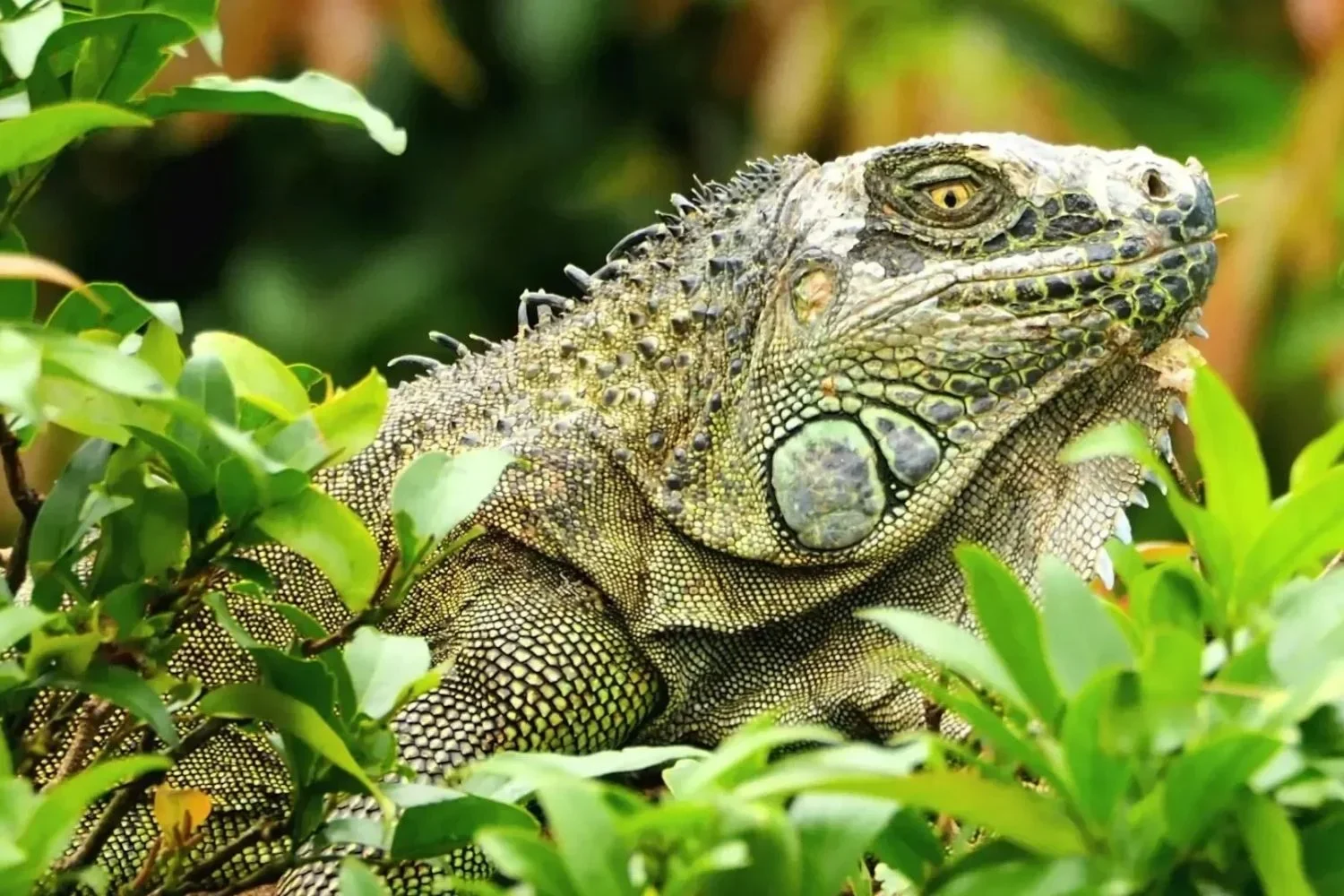 Southern Belize Iguana