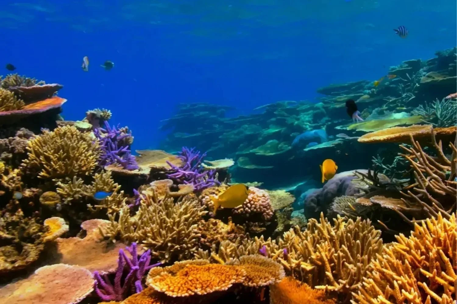Southern Belize Reef